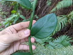 Rhaphidophora hongkongensis