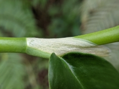 Rhaphidophora hongkongensis