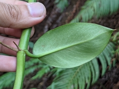 Rhaphidophora hongkongensis