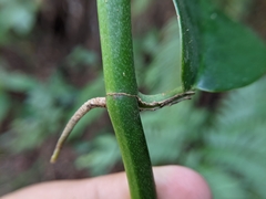 Rhaphidophora hongkongensis