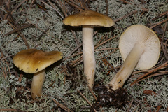 Tricholoma intermedium