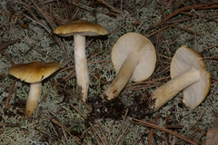Tricholoma intermedium