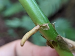 Rhaphidophora hongkongensis