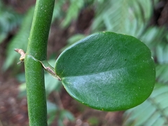 Rhaphidophora hongkongensis