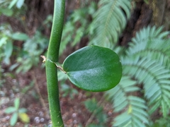Rhaphidophora hongkongensis