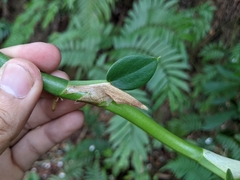 Rhaphidophora hongkongensis