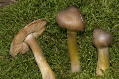 Tricholoma davisiae