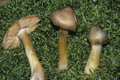 Tricholoma davisiae