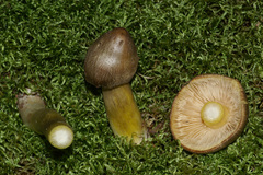 Tricholoma davisiae