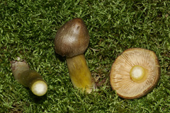 Tricholoma davisiae