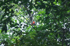 Harpactes duvaucelii