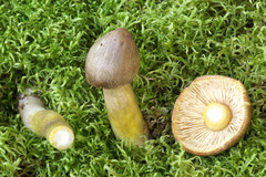 Tricholoma davisiae