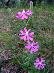 Silene