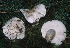 Tricholoma columbetta