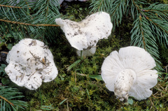 Tricholoma columbetta