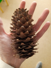 Picea abies acuminata