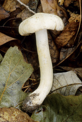 Tricholoma columbetta