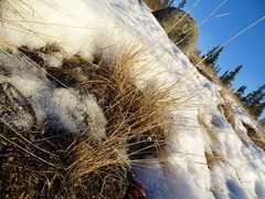 Poa glauca