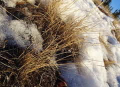 Poa glauca