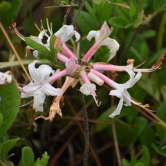 Rhododendron atlanticum
