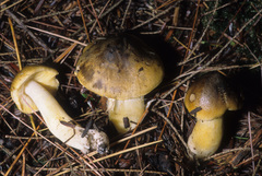 Tricholoma fumosoluteum