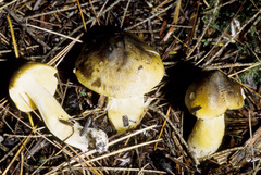Tricholoma fumosoluteum