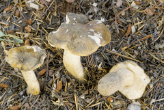 Tricholoma intermedium