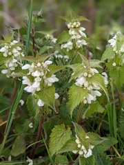Lamium album