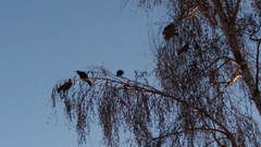 Corvus brachyrhynchos