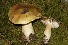 Tricholoma intermedium
