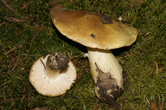 Tricholoma intermedium
