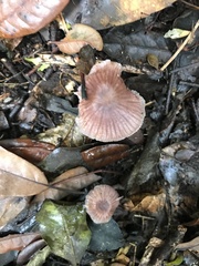 Mycena holoporphyra