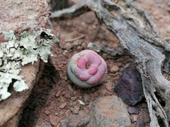 Crassula hemisphaerica