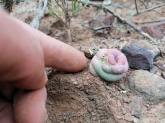 Crassula hemisphaerica
