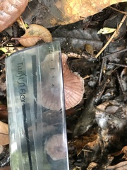 Mycena holoporphyra