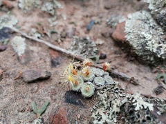 Conophytum truncatum