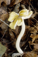 Tricholoma sejunctum