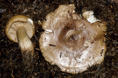 Tricholoma pessundatum