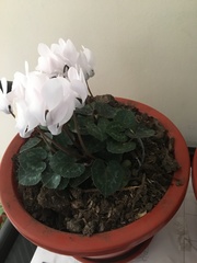 Petasites tricholobus