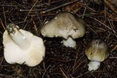 Tricholoma