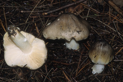 Tricholoma