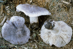 Tricholoma pullum