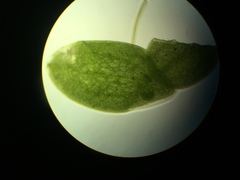 Lemna aequinoctialis
