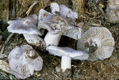 Tricholoma pullum