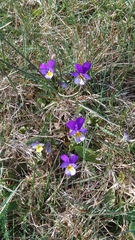 Viola tricolor tricolor