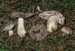 Tricholoma pullum