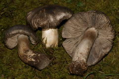 Tricholoma pullum
