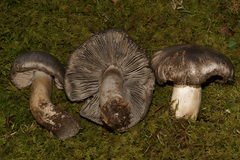 Tricholoma pullum
