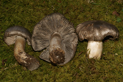 Tricholoma pullum