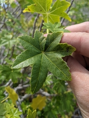 Malva assurgentiflora glabra